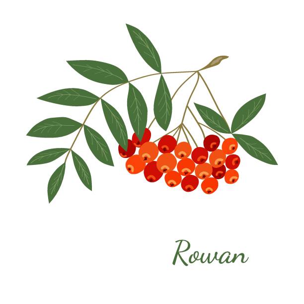 rowan in farbe - vogelbeere stock-grafiken, -clipart, -cartoons und -symbole