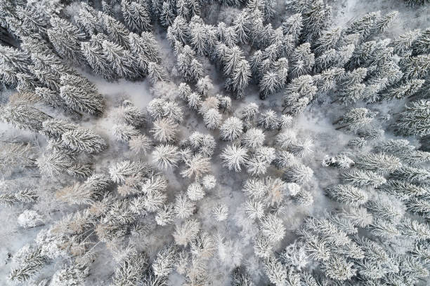 istock Aerial View of Trees Covered with Snow 1284105936