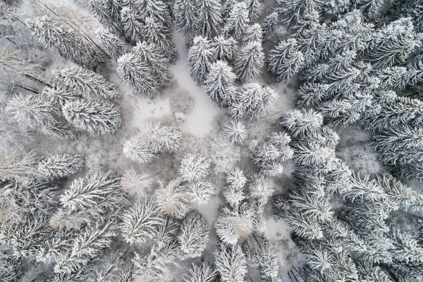 istock Aerial View of Pine Trees Covered with Snow 1284106314