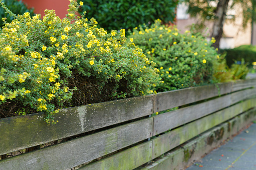 Garden fence with parallel wooden planks. Behind the fence there is a bush with small yellow flowers.