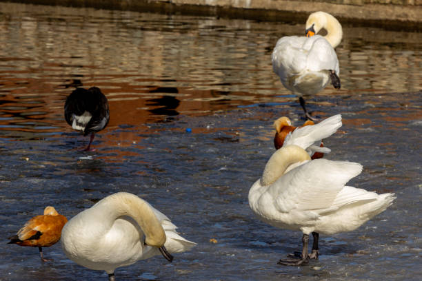 istock Flock of birds on the lake 1284107196