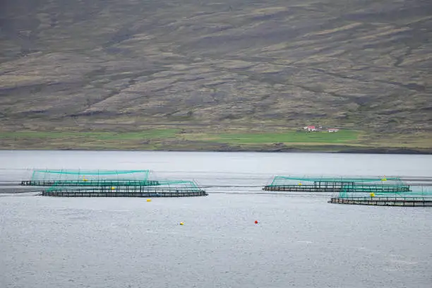 Djupivogur, Iceland area with fishing nets in water bay fjord farm in eastern country in summer view