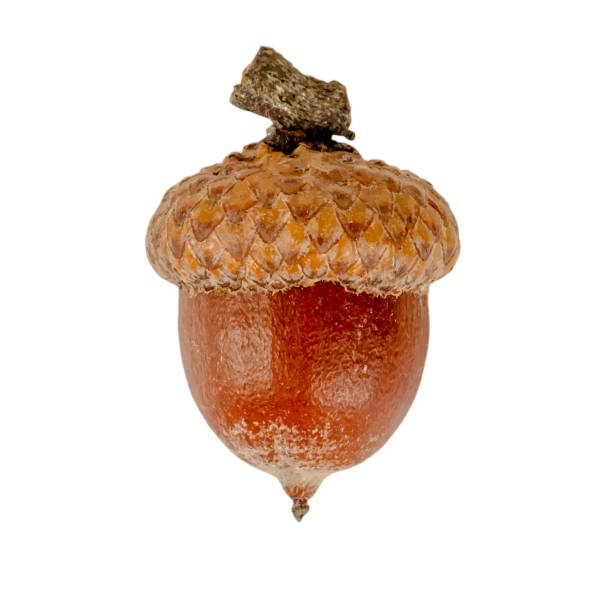 istock One acorn isolated on a white background 1284107685