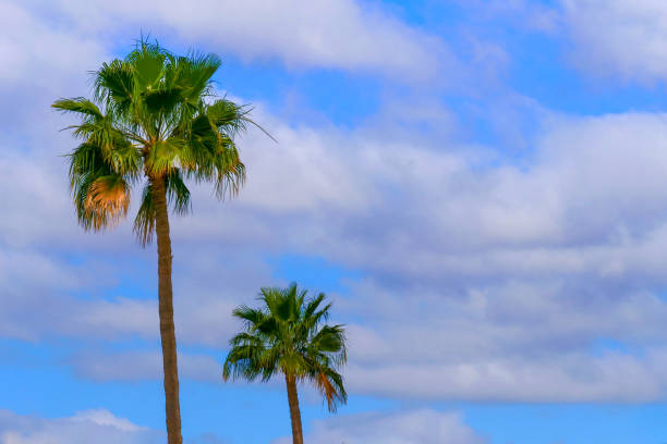 istock Palm trees in front of a blue sky with many clouds 1284107726