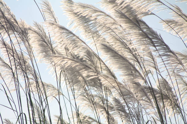istock Grass flowers with morning sun against light blue sky in summer 1284108915