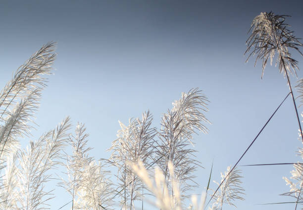 istock Grass flowers with morning sun against light blue sky in summer 1284109065