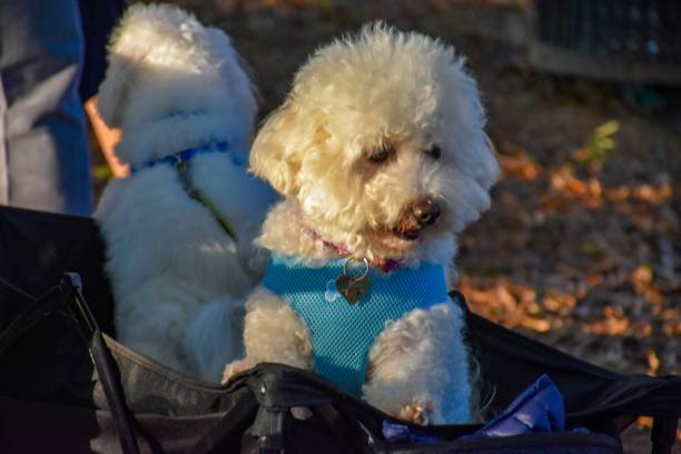 istock Poodle in the park during sunset 1284109754