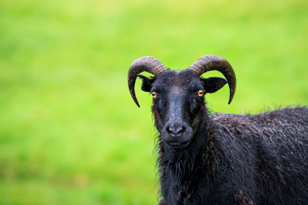 крупный планом черные исландские овцы, стоящие на зеленом пастбище травы на сельскохозяйственном поле на юге исландии, глядя на камеру с ор - icelandic sheep стоковые фото и изображения