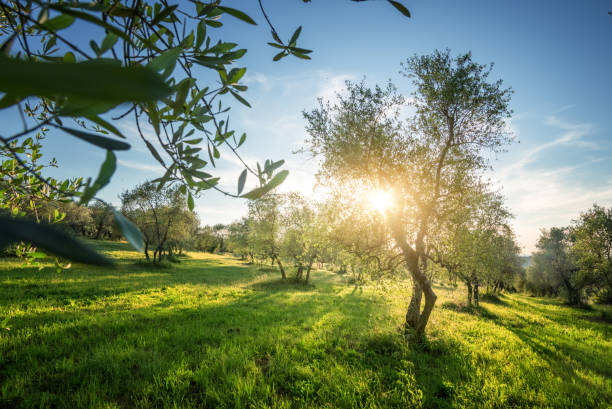 istock Olive tree garden in Tuscany, Italy 1284109909