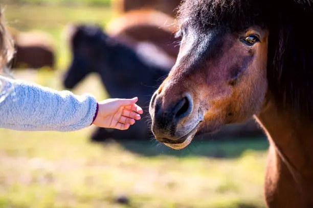 Photo of Young woman girl hand closeup petting a black and brown horse face head in countryside rural field pasture paddock in Iceland summer