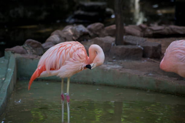 istock flamingo resting and feeding in captivity. beautiful bird with vibrant colors 1284110176