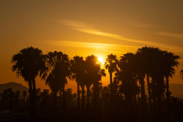 Palm Trees at Sunset-Riverside California