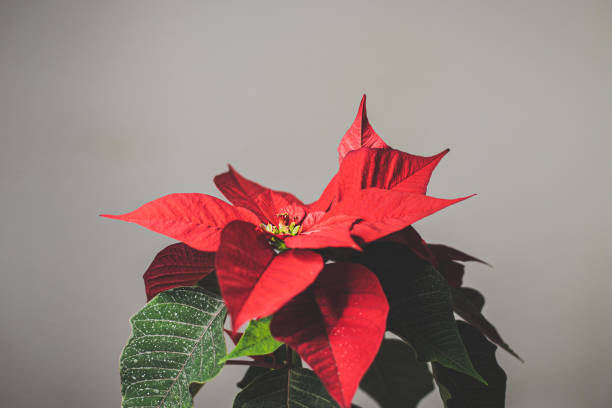 istock christmas flower poinsettia close up 1284110571
