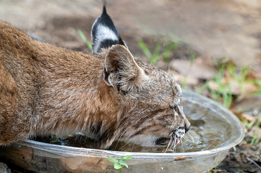 A bobcat (Lynx rufus) drinking from a water dish.  The bobcat has a very large range from southern Canada across the United States and south to central Mexico.  It is able to maintain itself even in suburban areas if not persecuted. Densities in appropriate habitat can be as great as 38 bobcats per 10 sq mi (26 sq km), but average one per 5 sq mi (13 sq km).