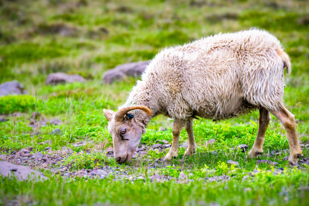 un agnello adulto bianco pecora islandese in piedi pascolo verde pascolo al campo agricolo in islanda estate con corna vista laterale - meadow single lane road nature field foto e immagini stock