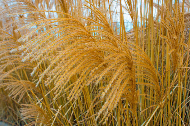 istock Wild Grain heads-Howard County Indiana 1284110649