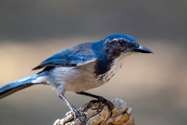 istock California Scrub Jay on a Stump 1284110655