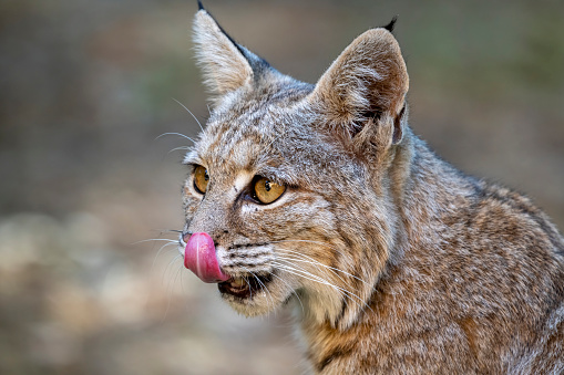A closeup of a bobcat (Lynx rufus).  The bobcat has a very large range from southern Canada across the United States and south to central Mexico.  It is able to maintain itself even in suburban areas if not persecuted. Densities in appropriate habitat can be as great as 38 bobcats per 10 sq mi (26 sq km), but average one per 5 sq mi (13 sq km).