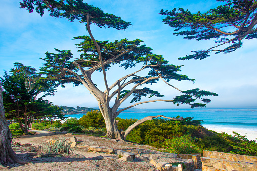 Views of the vibrant blue ocean and sky from Point Lobos, Big Sur, California on a sunny day.