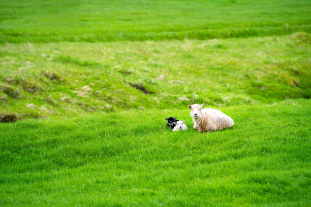 그룬다르피오르두르, 스나펠스네스 반도의 아이슬란드 마을 마을로, 농장 토지 밭 잔디 무성한 녹색 초원과 아이슬란드 양 방목과 아기 양 어머니 귀여운 휴식 - icelandic sheep 뉴스 사진 이미지