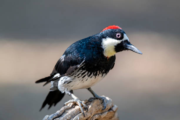 istock Male Acorn Woodpecker Looking Down 1284111295