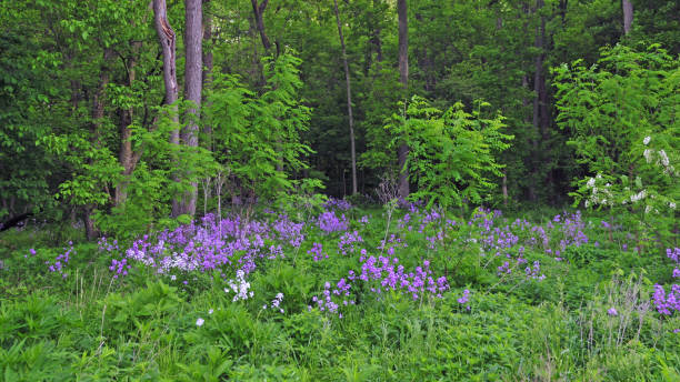 istock Wild Flowers along a woods edge-Howard County Indiana 1284111338