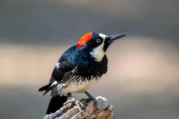 A male Acorn Woodpecker (Melanerpes formicivorus) on a stick in San Bernardino County, California.  This woodpecker has a very extensive range, from the western United States through much of Mexico and Central America to northern South America. This species frequently forms breeding coalitions consisting of up to seven males and three females, assisted by up to 10 helper males from the previous generation.