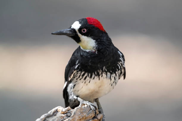 istock Male Acorn Woodpecker Looking Right 1284111506