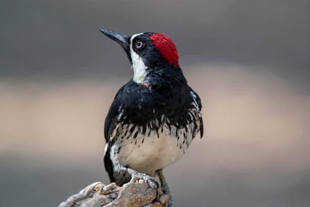 istock Male Acorn Woodpecker Looking Up 1284111521