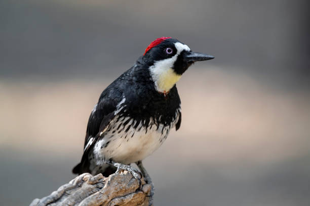 istock Male Acorn Woodpecker on a Stump 1284111613