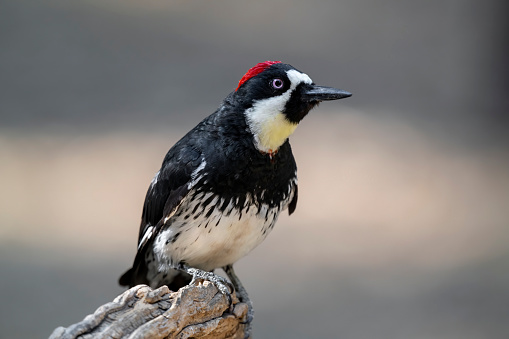 A male Acorn Woodpecker (Melanerpes formicivorus) on a stick in San Bernardino County, California.  This woodpecker has a very extensive range, from the western United States through much of Mexico and Central America to northern South America. This species frequently forms breeding coalitions consisting of up to seven males and three females, assisted by up to 10 helper males from the previous generation.