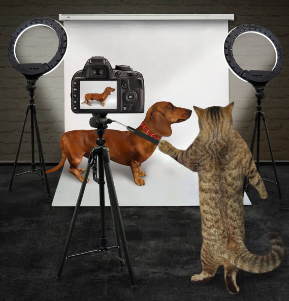 istock Cat photographing dachshund dog 1284114410