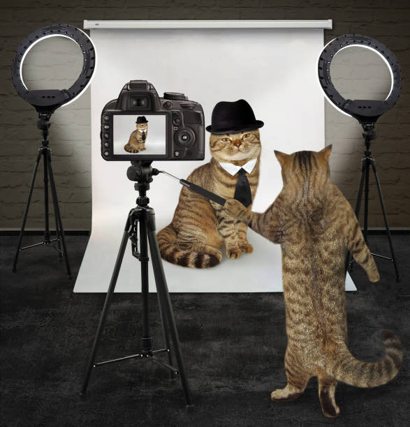 istock Cat photographing cat in black hat 1284114411
