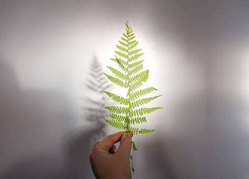 Green fern plant leaf in a hand and shadows on rough light surface