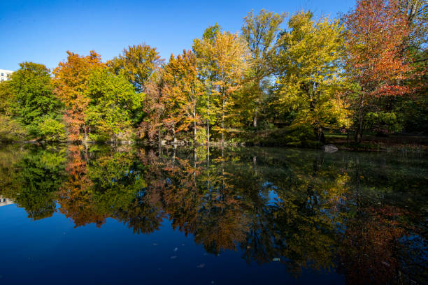 istock Trees reflect off the Pool in Central Park 1284116224
