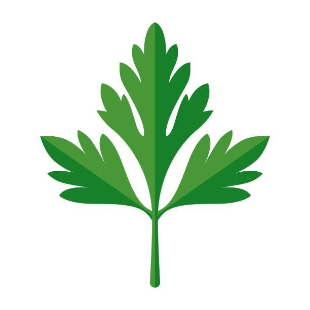 Parsley Icon on Transparent Background A flat design icon on a transparent background (can be placed onto any colored background). File is built in the CMYK color space for optimal printing. Color swatches are global so it’s easy to change colors across the document. No transparencies, blends or gradients used. garnish stock illustrations