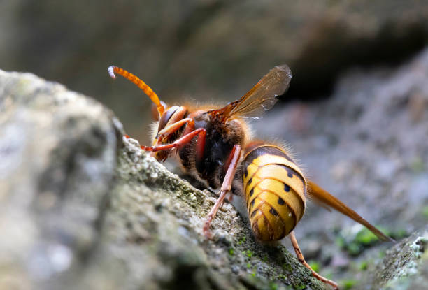 istock Hornet on the rock - Vespa crabro 1284116637
