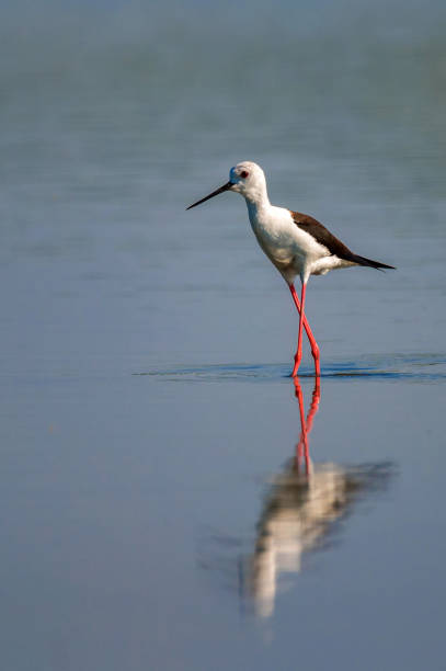 istock Black-winged stilt or Himantopus himantopus wades in marshland 1284117623