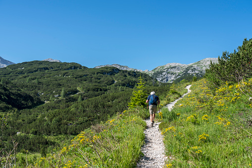 Rear view of men walking down the footpath in green mountain meadow against clear blue sky in Triglav national park. Yellow blooming mountain flowers. Mt. Komna