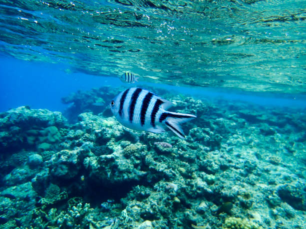 Damselfish in the Great Barrier Reef Damselfish / Indo-Pacific sergeants swimming over coral in the Great Barrier Reef. abudefduf vaigiensis stock pictures, royalty-free photos & images