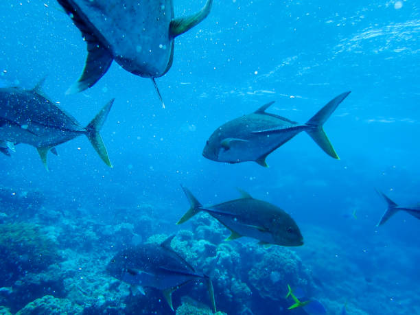 istock Giant Trevally in the Great Barrier Reef 1284117740