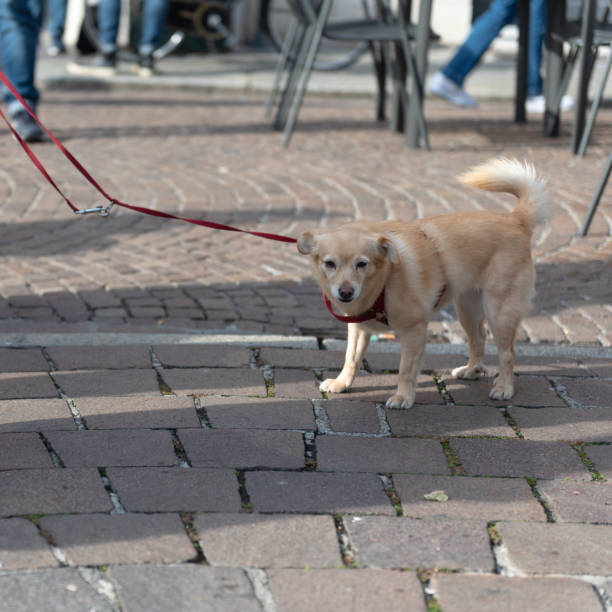 istock A small dog with a quiet red leash next to his master. 1284117769