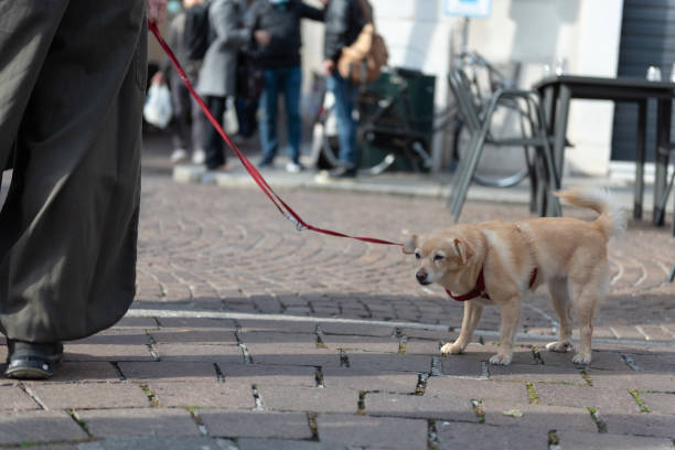 istock A small dog with a quiet red leash next to his master. 1284117781
