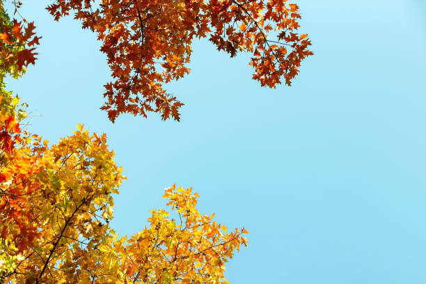 istock Close up of bright yellow and red maple leaves on fall tree branches with vibrant blurred background in autumn park. 1284120823
