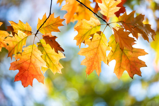 istock Close up of bright yellow and red maple leaves on fall tree branches with vibrant blurred background in autumn park. 1284120830