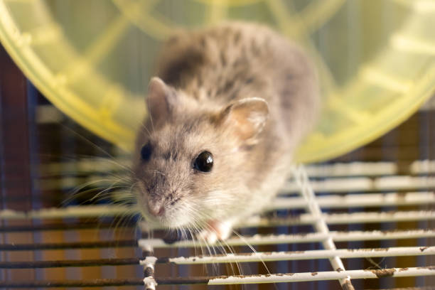 istock Small gray jungar hamster rat in yellow home cage. 1284120899