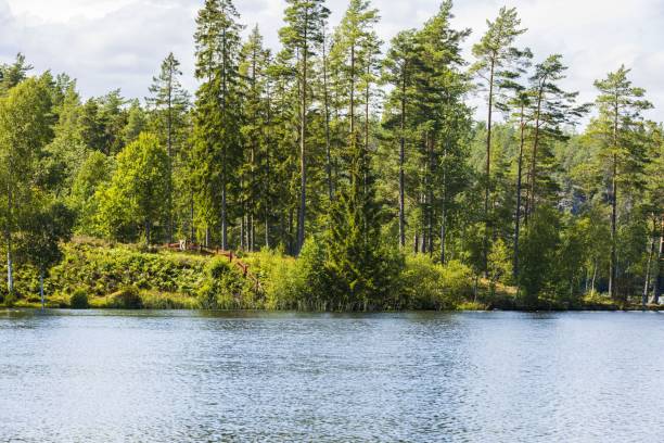 istock Lake shore with green trees and plants reflecting in  mirror water surface. Beautiful backgrounds. Sweden. 1284121161