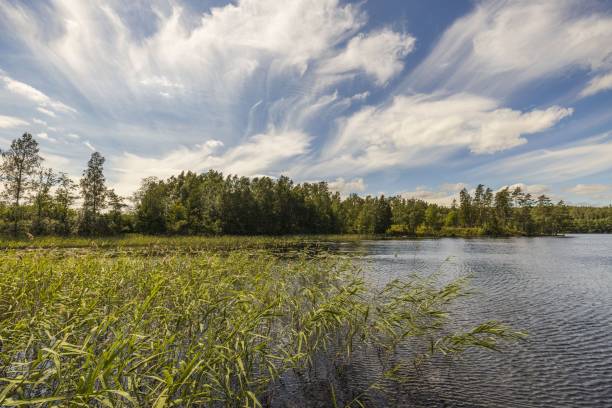 istock Lake shore with green trees and plants reflecting in  mirror water surface. Beautiful backgrounds. Sweden. 1284121244