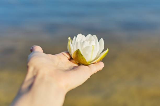 istock White Nymphaea water lily in womans hand close-up 1284121306