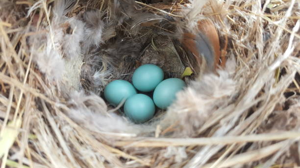 istock nest of a bird 1284121405